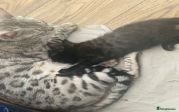 Mixed Breed cats for sale: 50/50 Bengal kittens - Image 1