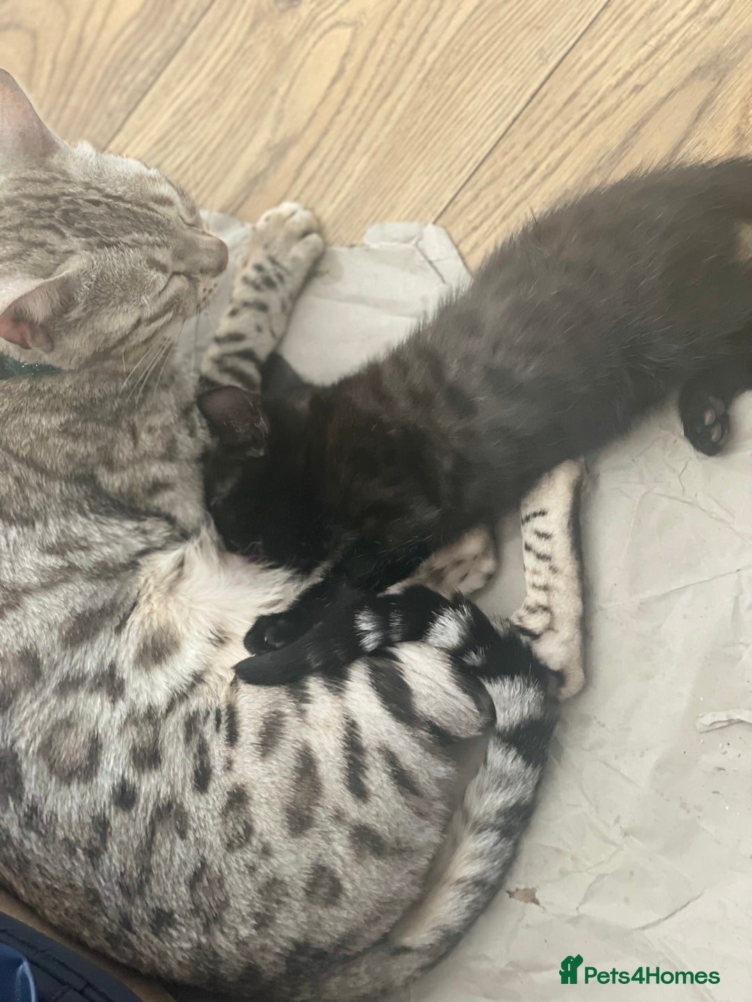 Mixed Breed cats for sale: 50/50 Bengal kittens - Image 1