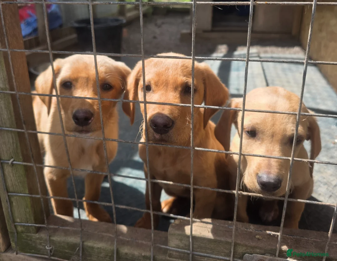 Mixed Breed dogs for sale: Red fox lab cross Puppies  - Advert 1