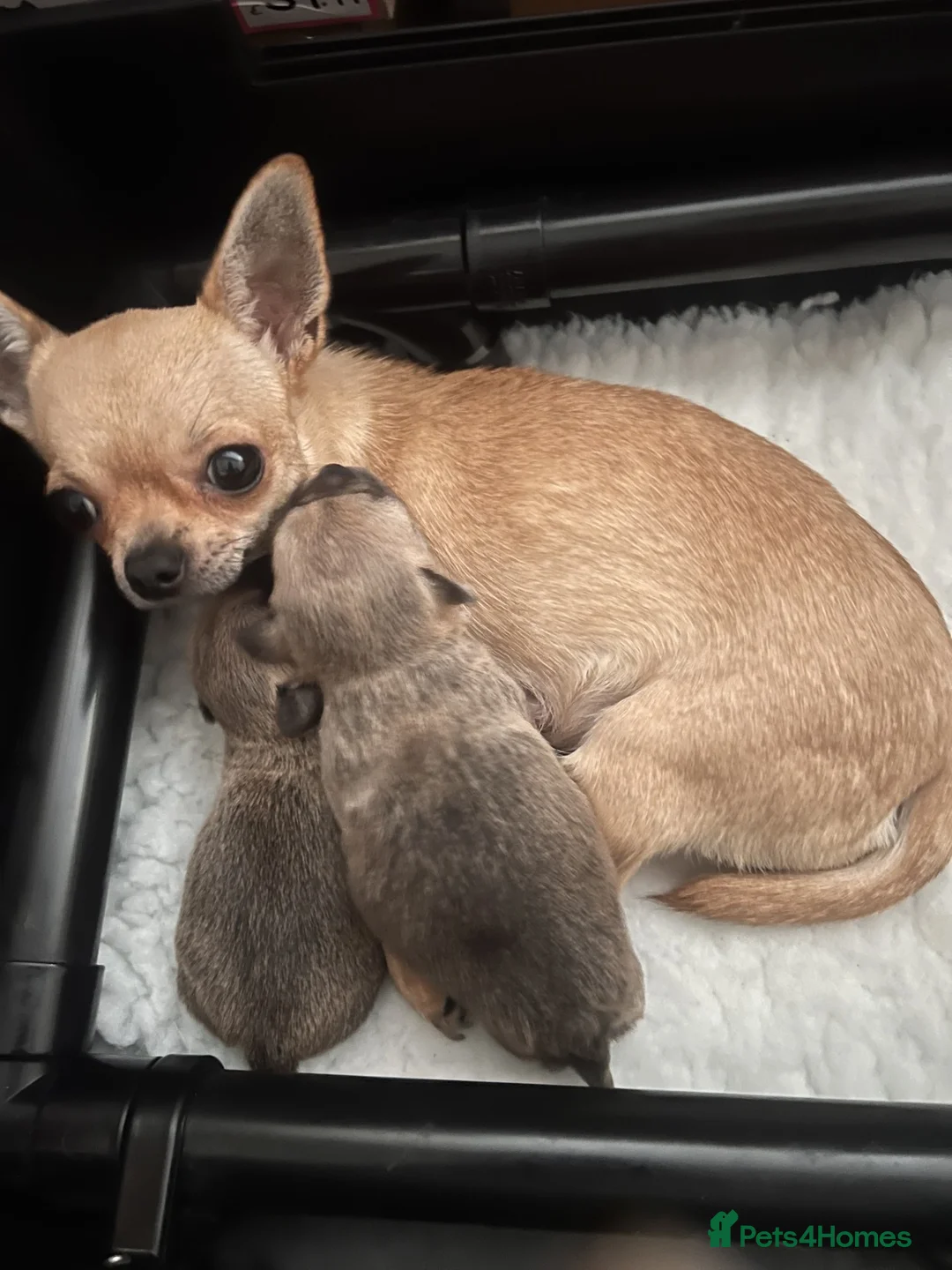 Chihuahua dogs for sale: Beautiful KC Chihuahua Pup - Top Show Lines - Advert 2