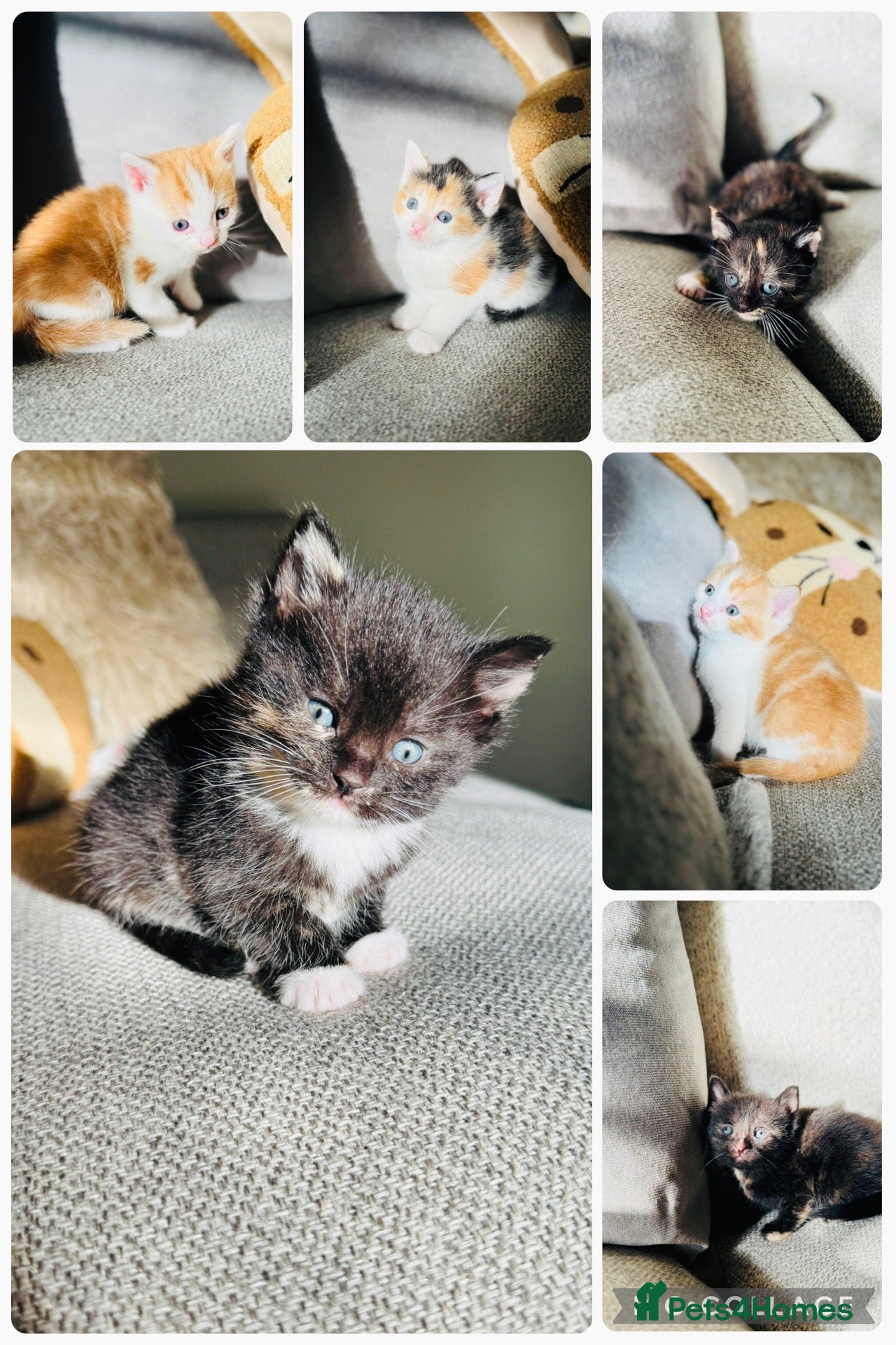 Mixed Breed cats Adorable Fluffy Kittens Looking for Loving Homes - Advert 1