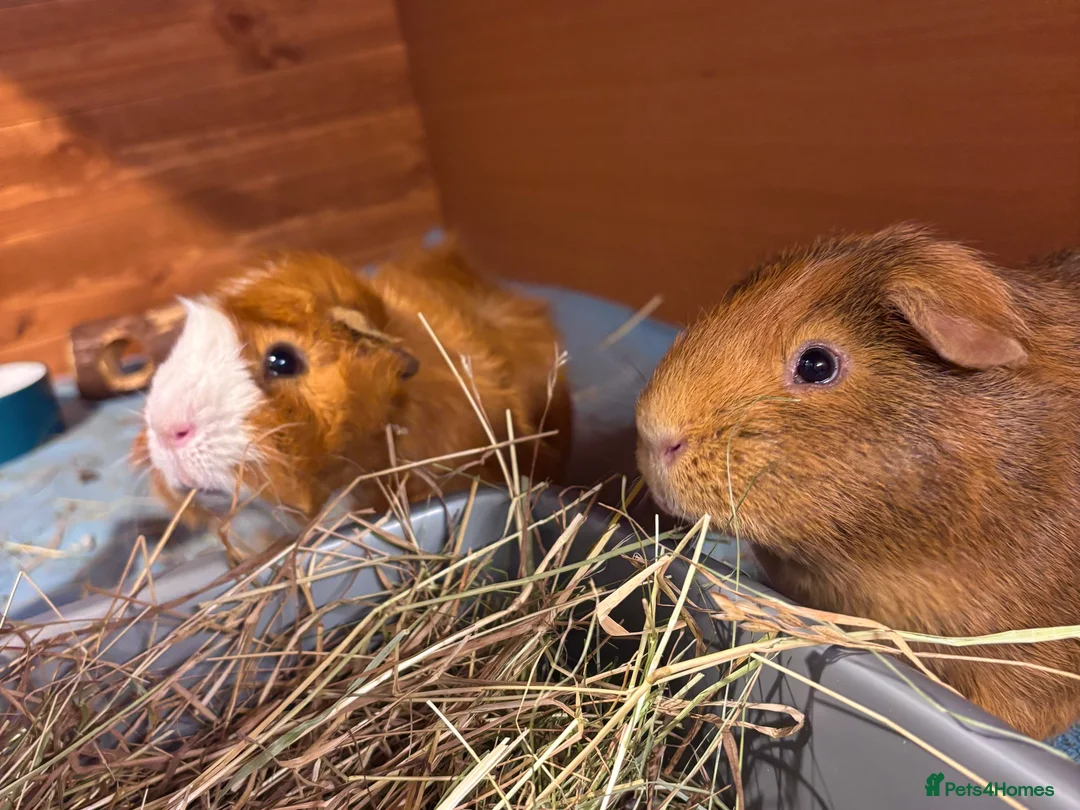 Guinea Pig rodents for sale: Male Guinea Pigs for Adoption - Advert 3