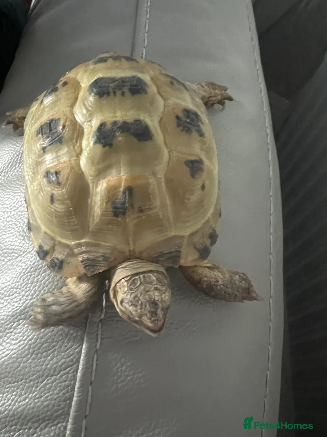 Tortoise reptiles for sale: Horsefield tortoise   in Newcastle - Advert 2