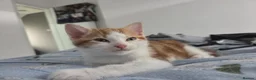 Mixed Breed cats for sale: 1 boy 1 girl kitten left 150 each or 250 for both - Advert 15