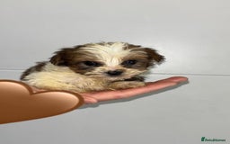 Yorkshire Terrier dogs for sale: Coloured Yorkshire Terrier Puppies  - Image 16