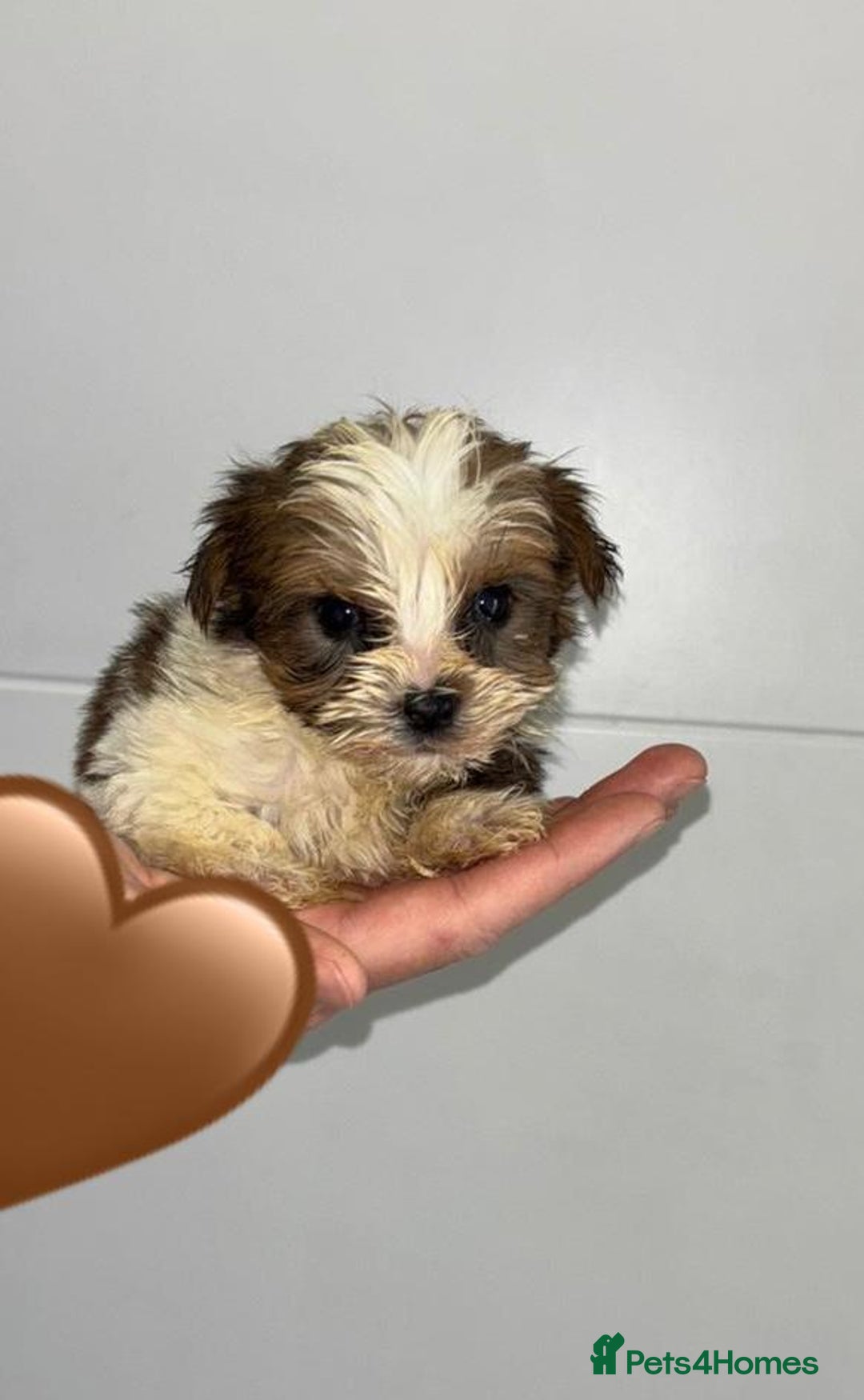 Yorkshire Terrier dogs for sale: Coloured Yorkshire Terrier Puppies  - Image 16