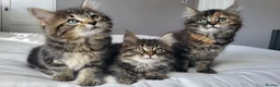 Maine Coon cats for sale: 5 Gorgeous Kittens Maine Coon Tabby Mix - Advert 5