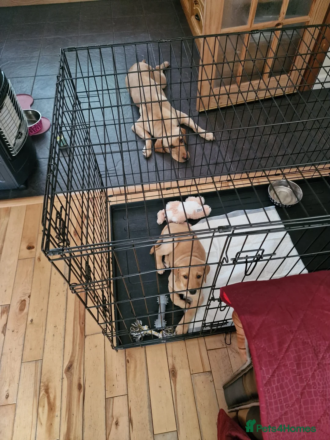 Labrador Retriever dogs for sale: 9 week old bitch for sale. - Advert 2