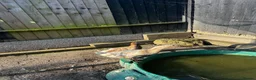 Ducks poultry for sale: Two runner ducks  - Advert 5