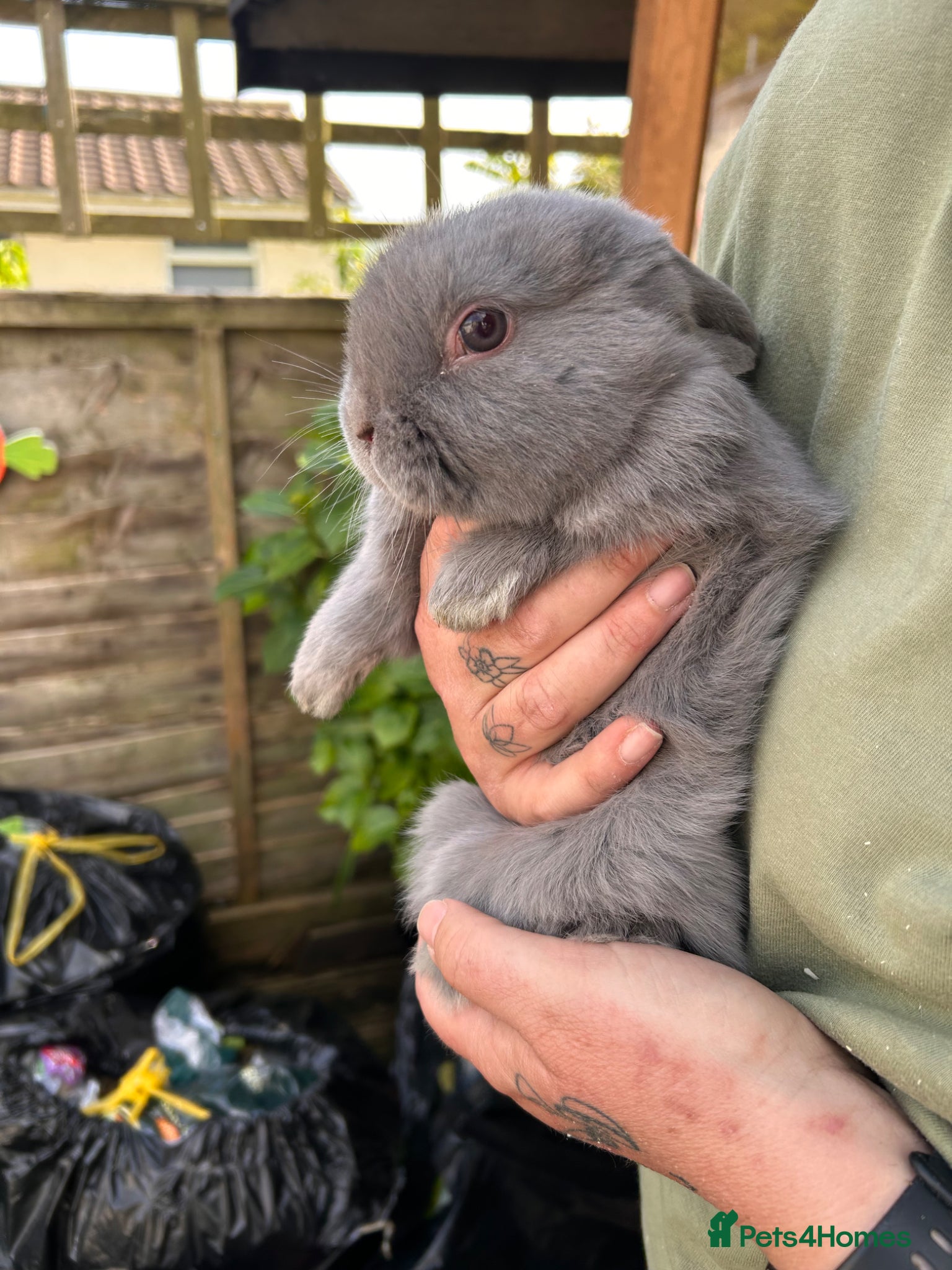 Mixed Breed rabbits Baby bunnies lop cross READY NOW - Advert 19