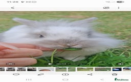 Mini Lion Lop rabbits for sale: Mini lionlops  - Image 3