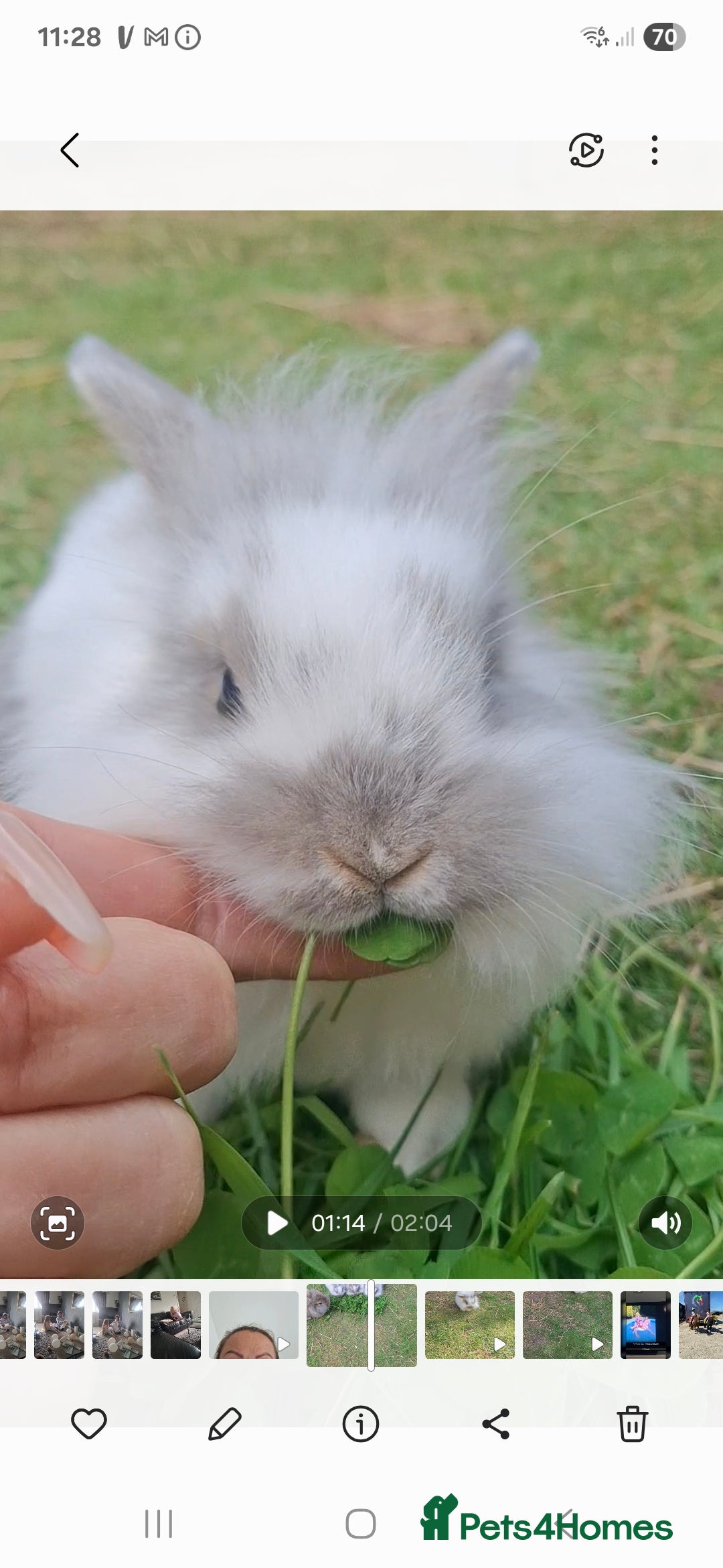 Mini Lion Lop rabbits for sale: Mini lionlops  - Image 3