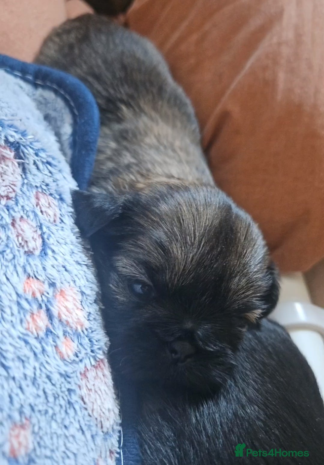 Shih Tzu dogs for sale: Imperial Shih Tzu - Image 5