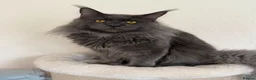 Maine Coon cats for sale: Affectionate, Pedigree Maine Coon Kittens: - Advert 5