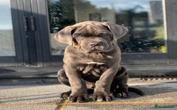 Cane Corso dogs for stud: Kain - For Stud - Image 6