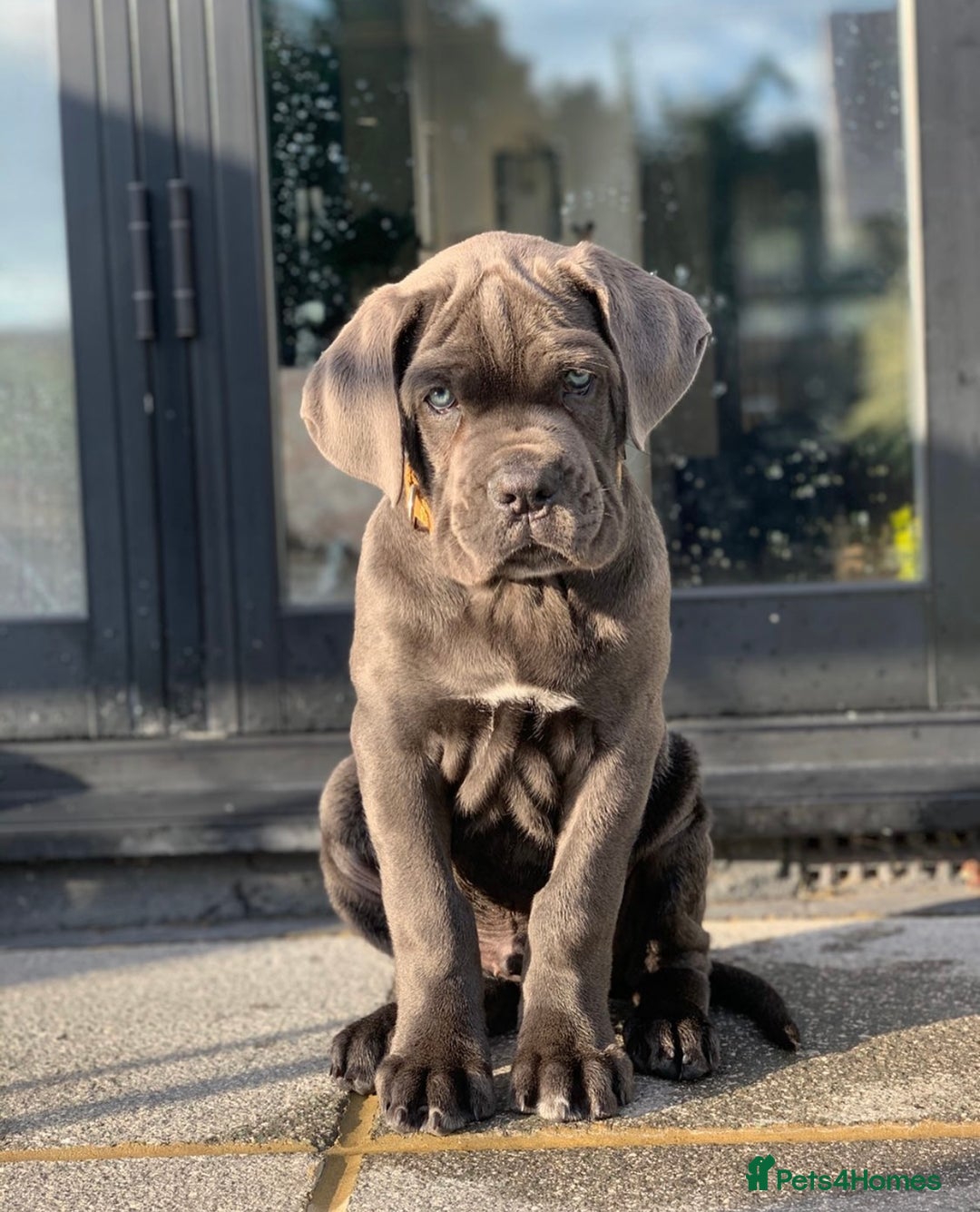Cane Corso dogs for stud: Kain - For Stud - Image 6