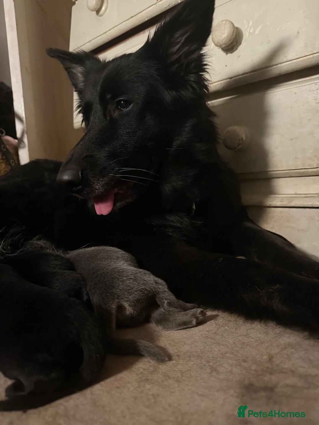 German Shepherd dogs for sale: Beautiful Black, Grey, Grey & Tan and Black & Tans in Richmond - Advert 1