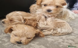 Maltipoo dogs for sale: F1 tiny maltipoo teddies  - Image 9