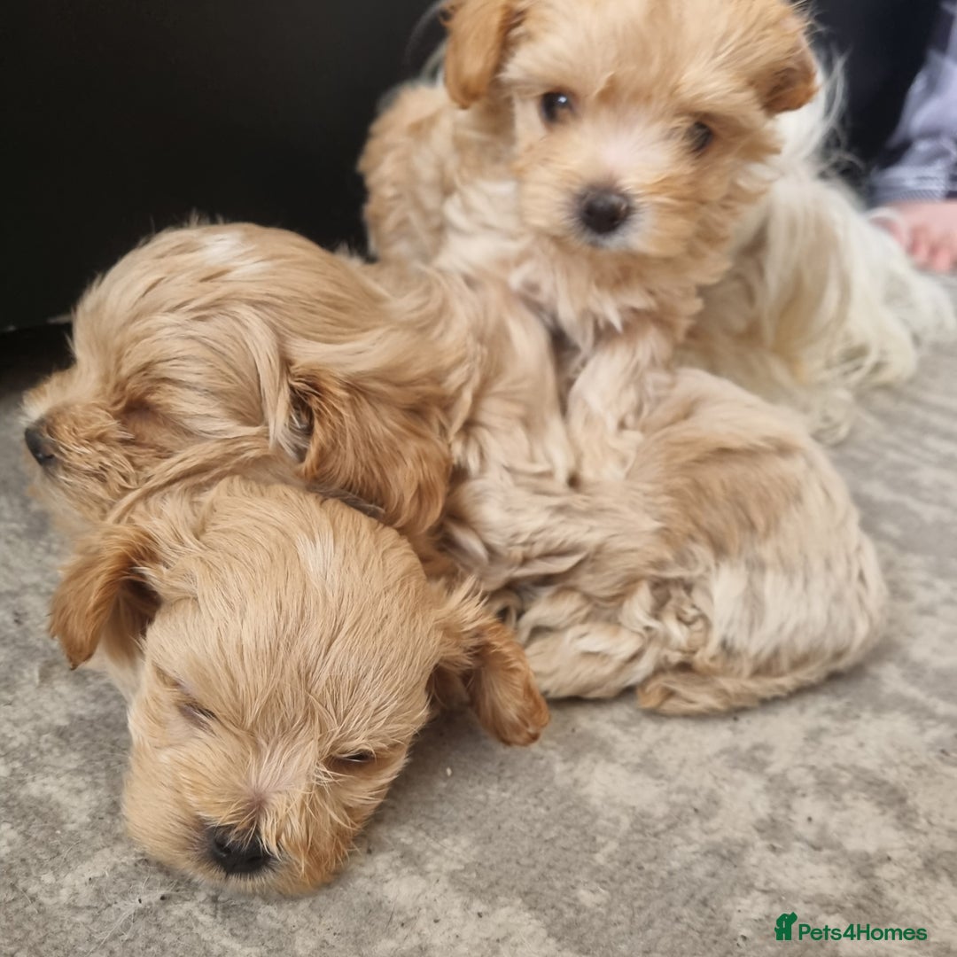 Maltipoo dogs for sale: F1 tiny maltipoo teddies  - Image 9