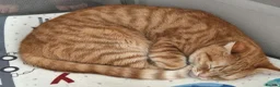 Mixed Breed cats for sale: 5 females for sale - Advert 7