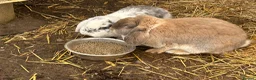 French Lop rabbits for sale: Breeding pair - Advert 7