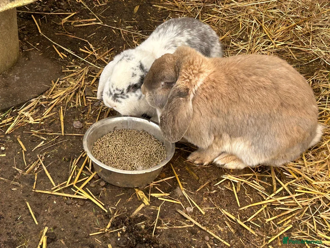 French Lop rabbits for sale: Breeding pair - Advert 7