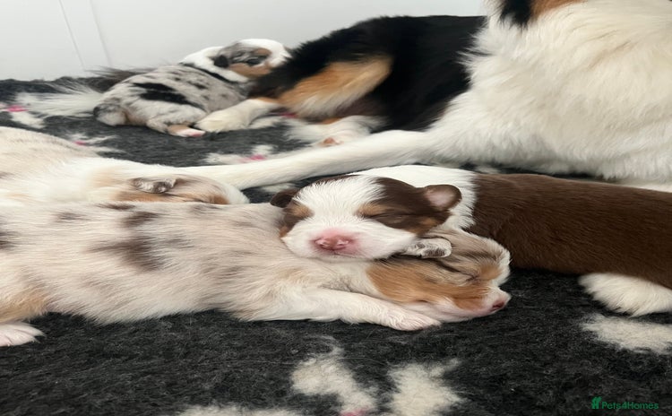 Australian Shepherd dogs - Advert 3