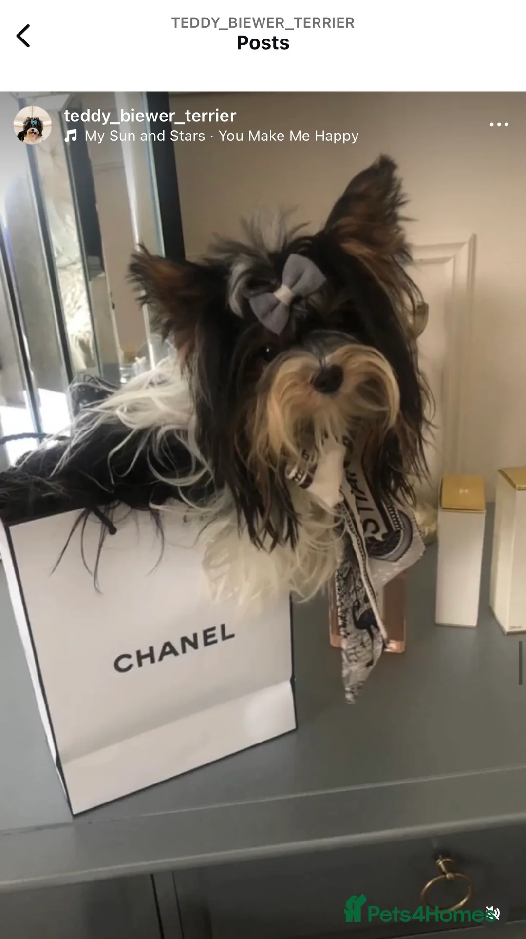 Biewer Terrier dogs for stud: Stunning Miniature Biewer Terrier Stud  in Wirral - Advert 2