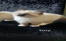 Ragdoll cats for sale: Beautiful and adorable rag dolls. 🐱🐱🐱🐱 - Image 3