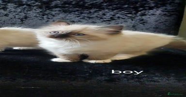 Ragdoll cats - Advert 13