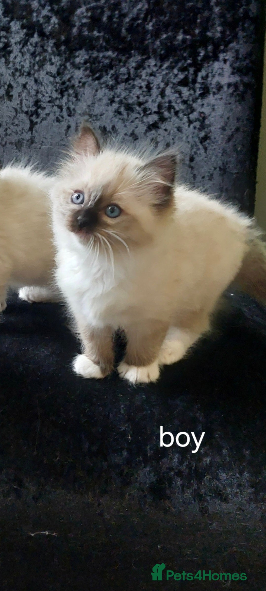 Ragdoll cats for sale: Beautiful and adorable rag dolls. 🐱🐱🐱🐱 - Image 3