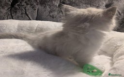 Ragdoll cats for sale: 💕💛GCCF Registered 💛💕Pedigree Ragdoll kittens - Image 7