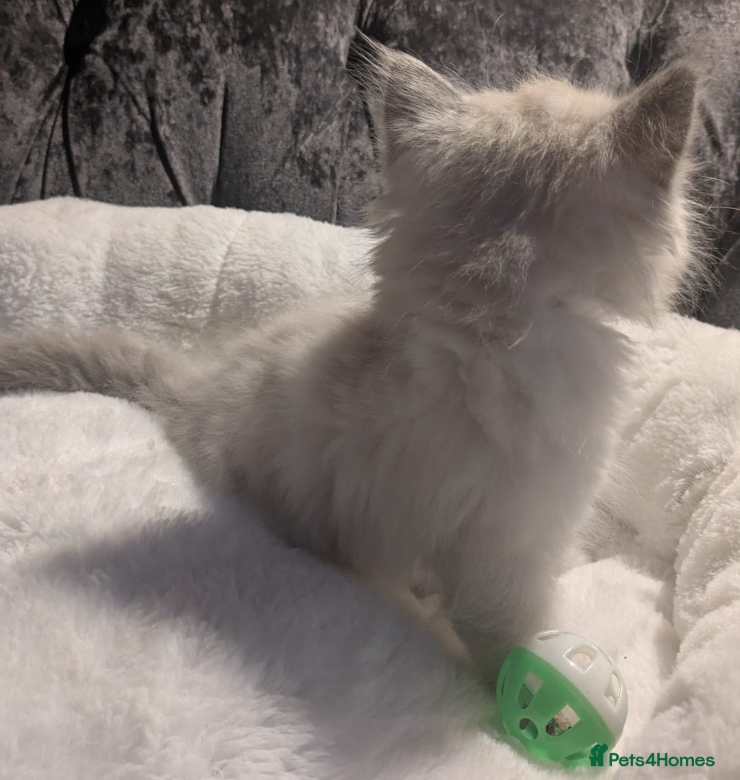 Ragdoll cats for sale: 💕💛GCCF Registered 💛💕Pedigree Ragdoll kittens - Image 7
