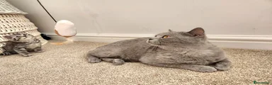 Anice -Blue British Shorthair