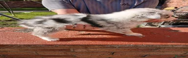Border Collie 2