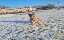German Shepherd dogs for stud: Male German shepherd  - Image 5
