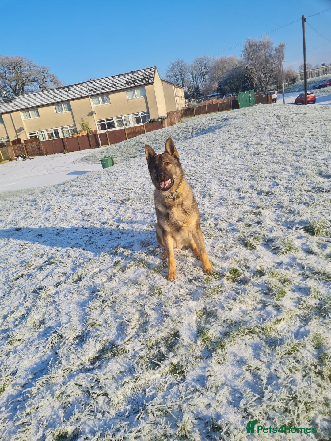 German Shepherd dogs for stud: Male German shepherd  - Image 5