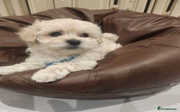 Maltipoo dogs for sale: Maltipoo F1, KC Parents Extensively DNA Clear   - Image 7