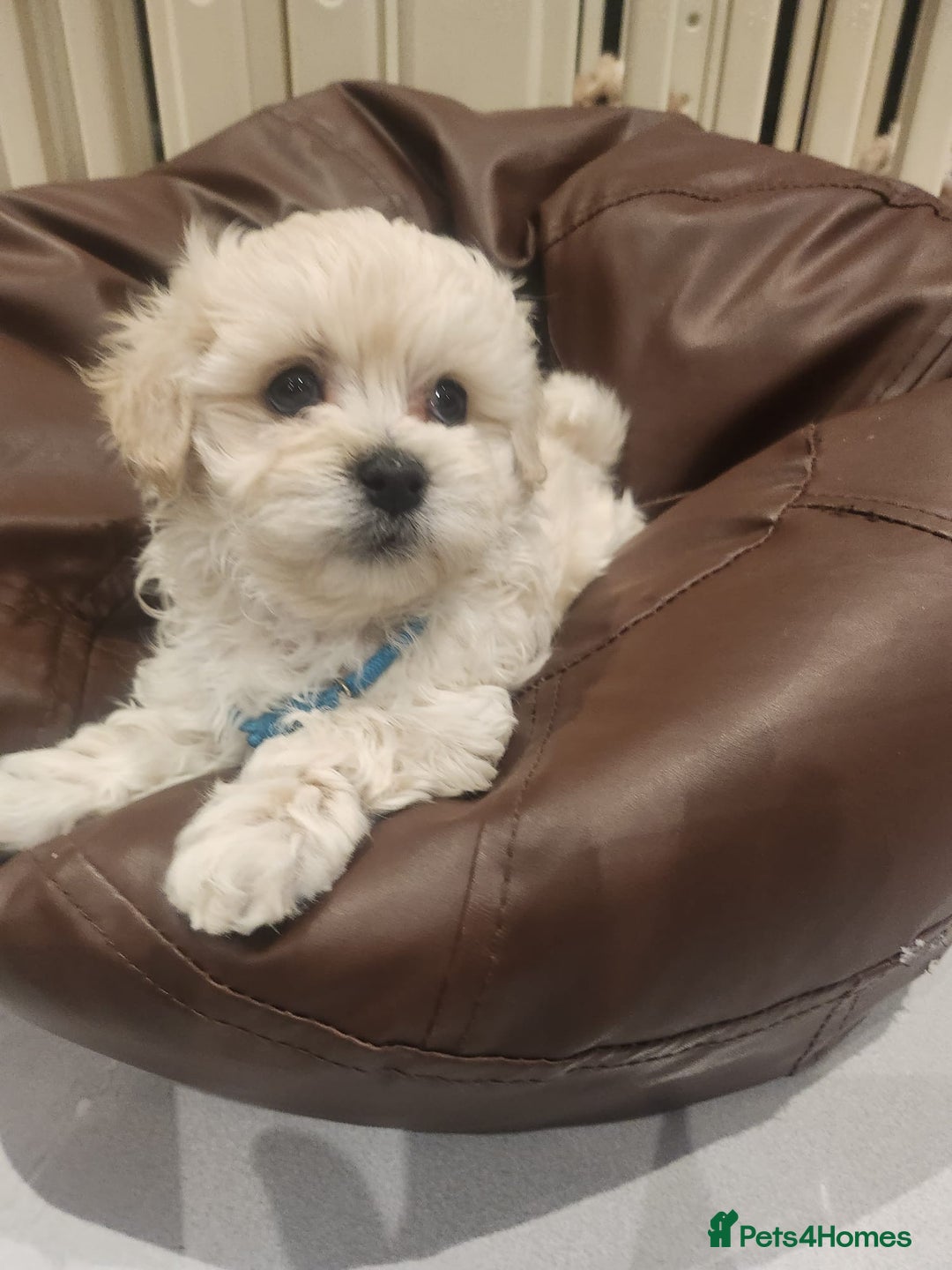 Maltipoo dogs for sale: Maltipoo F1, KC Parents Extensively DNA Clear   - Image 7