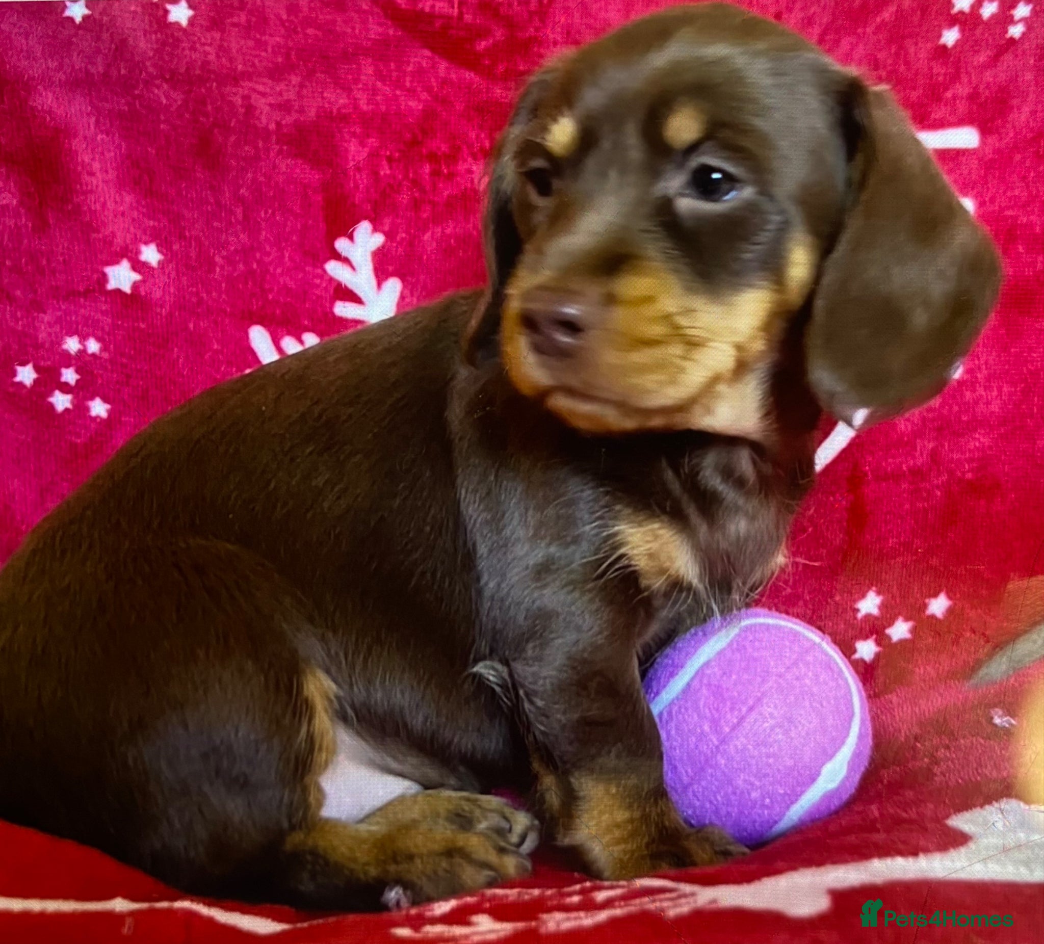 Miniature Dachshund dogs Miniture Dachshund Pups - Advert 2