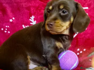 Miniature Dachshund dogs Miniture Dachshund Pups - Advert 8