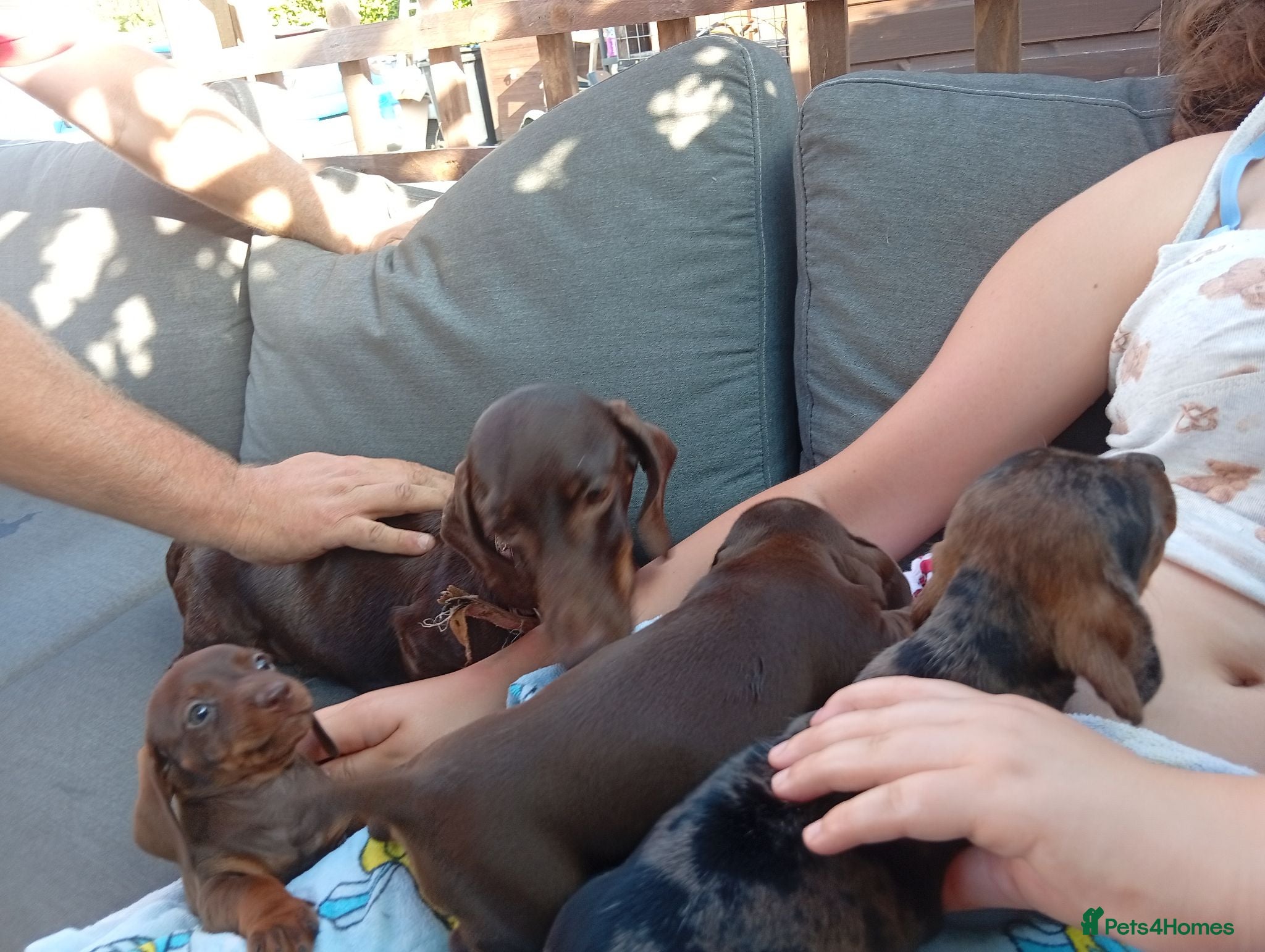 Miniature Dachshund dogs Miniature dachshund 2 girls 1 boy - Advert 2