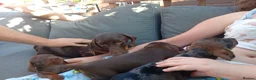 Miniature Dachshund dogs for sale: Miniature dachshund 2 girls 1 boy - Advert 2