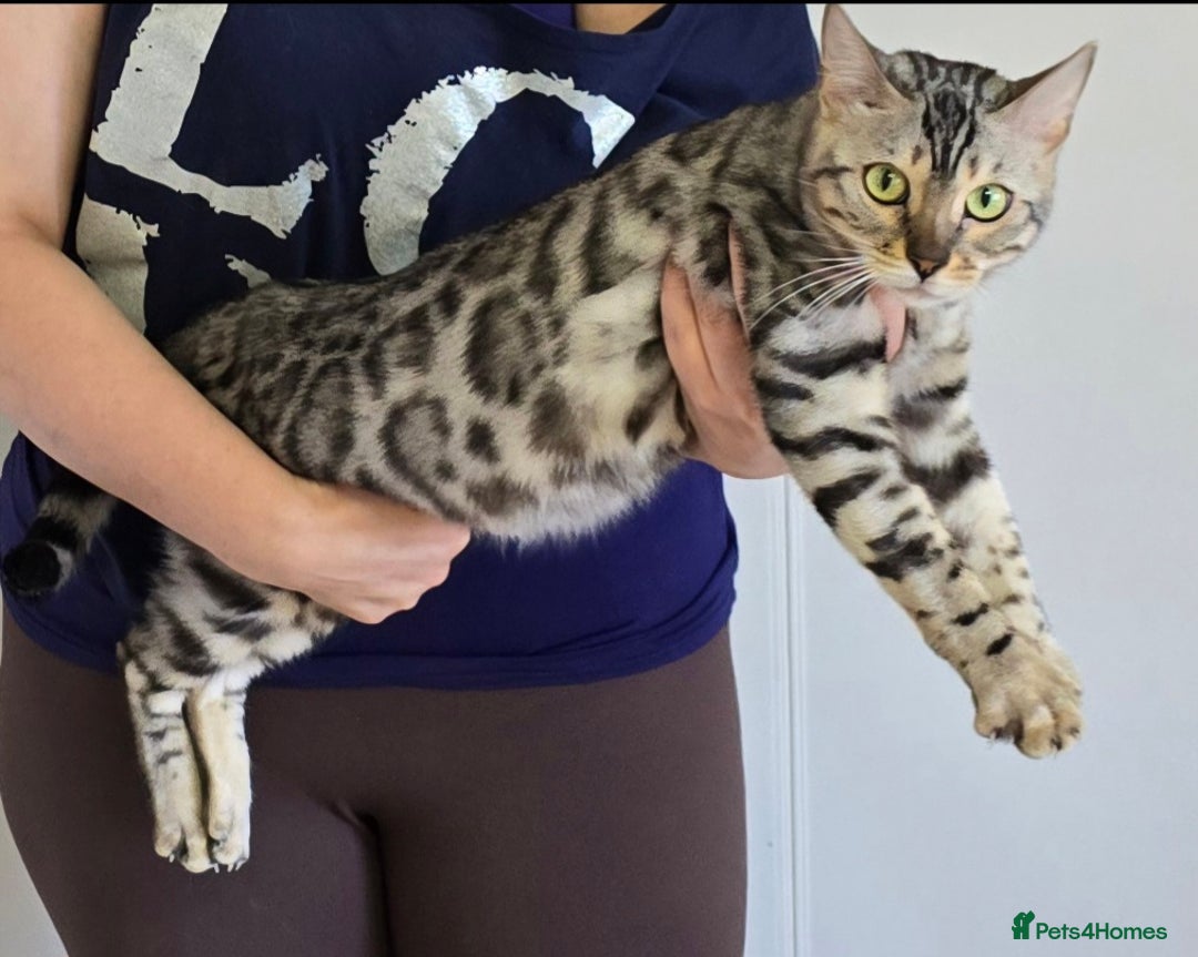 Bengal cats for sale: Tica registered Silver Bengal Girl  - Image 5