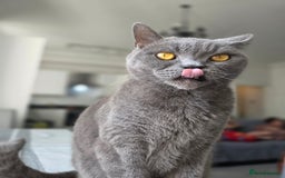 British Shorthair cats for sale: Beautiful British Shorthair – Loving Home Wanted - Image 6