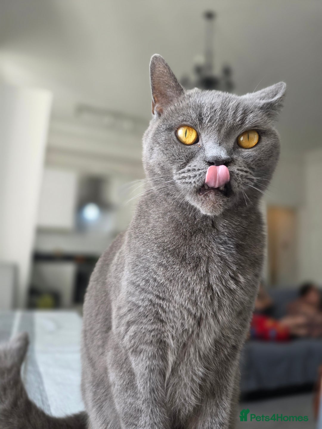 British Shorthair cats for sale: Beautiful British Shorthair – Loving Home Wanted - Image 6