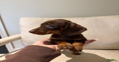 Miniature Dachshund dogs - Advert 13
