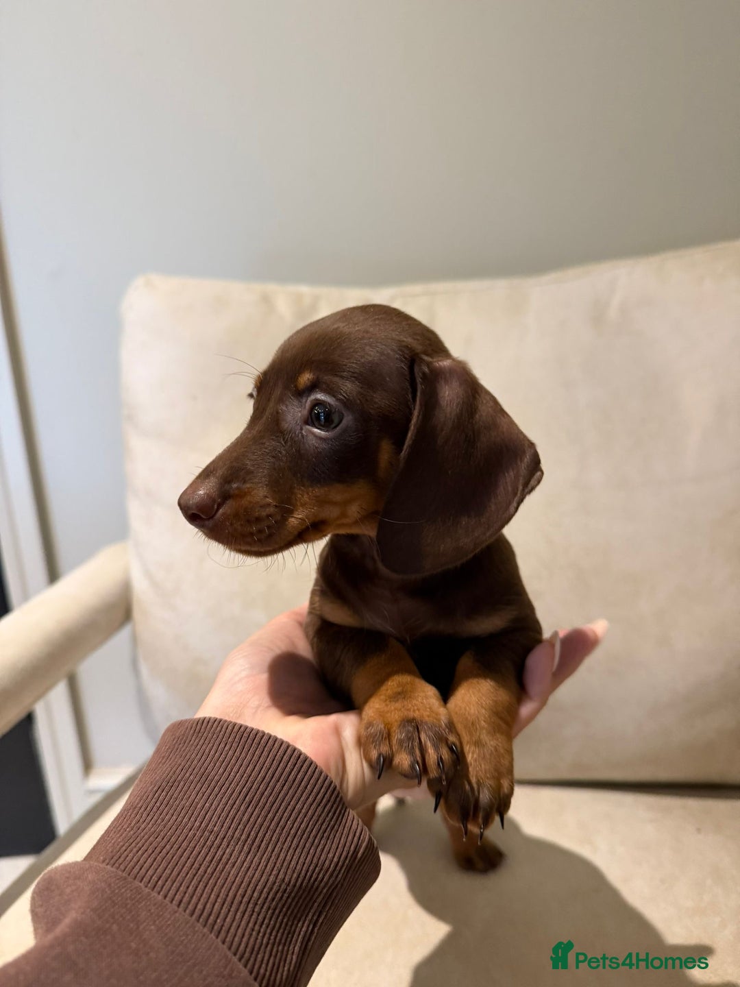 Miniature Dachshund dogs for sale: Beautiful choc and tan dachshund  - Image 3