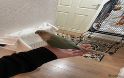 Conures birds for sale: 100% Silly tame conure  - Advert 3