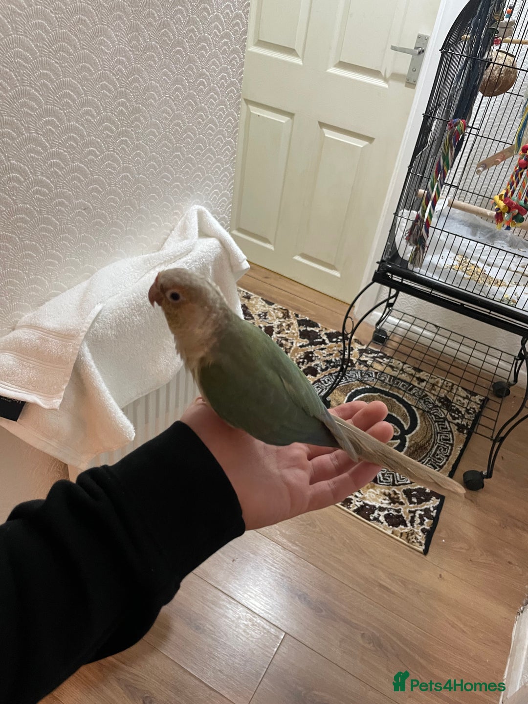 Conures birds for sale: 100% Silly tame conure  - Advert 3
